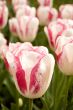 red and white tulip