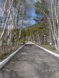 Birch avenue in the spring