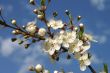 Spring Blossoms cherry tree
