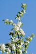 Blossoming apple-tree