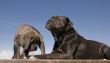 italian mastiff mother and puppy