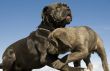 italian mastiff mother and puppy