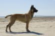 young belgian shepherd