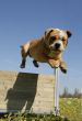 jumping bulldog