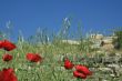 Red poppy