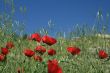 Red poppy