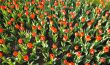 red tulips field