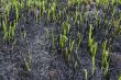 Burned grass