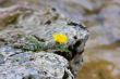Lonely flower on a rock