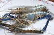 Whole raw prawns