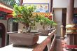 Plants in chinese temple