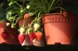 Strawberry plants