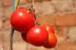 Vine tomatoes