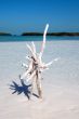 Snag on sand island  on Caribbean sea