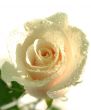 Pink white rose