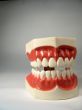 teeth model