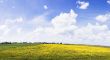 Rural panorama