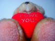 love teddy bear