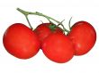 tomatoe