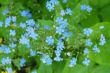 Forget-me-not