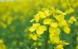Rape oilseed blossom