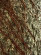An texture of tree bark