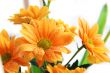 orange chrysanthemum