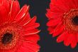 Red gerbera