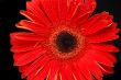 Red gerbera