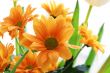Orange chrysanthemum