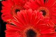 Red gerbera