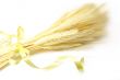 Wheat