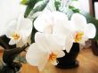 Orchid