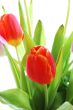 Red tulips