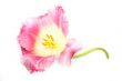 Pink tulip