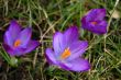 Crocus