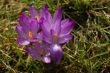 Crocus