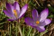 Crocus