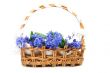 Violets