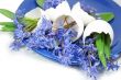 Violets