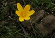 Yellow crocus