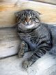 Cute cat