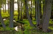Spring Forest
