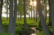 Spring Forest