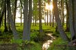 Spring Forest