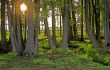 Spring Forest
