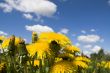 Flower dandelion on sky