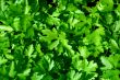 Fresh green leaves of a parsley