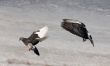 Flight of two pigeons