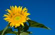 Sunflower and Blue Sky